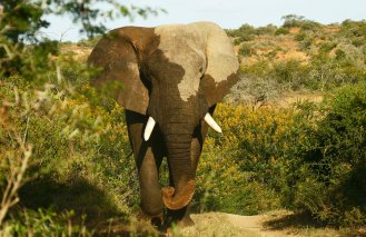 Kwandwe-Africa-elephant