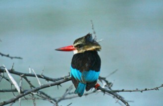 Kwandwe-brown-hooded-kingfisher