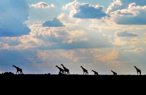 Kwandwe-giraffe-silhouette