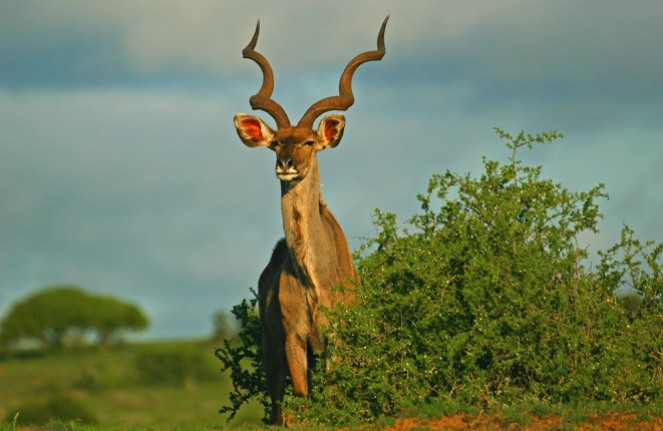 Kwandwe-kudu-bull