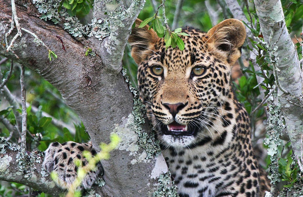 Kwandwe-leopard.jpg
