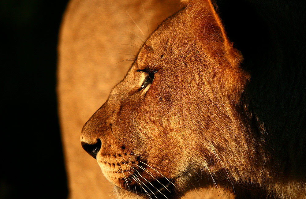 Kwandwe-lioness-profile.jpg