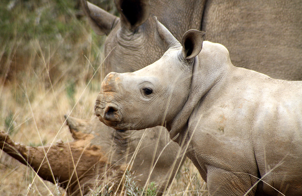 Kwandwe-white-rhino-mother-calf
